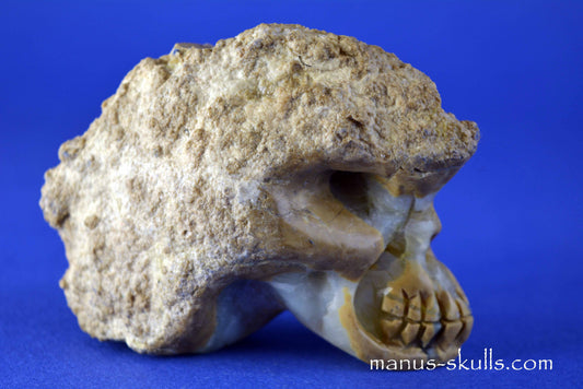 Thunderegg Litophyse Skull