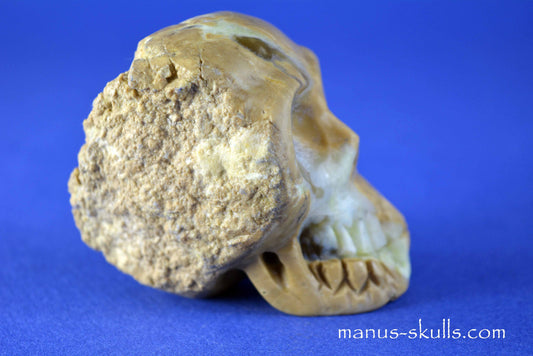 Thunderegg Litophyse Skull