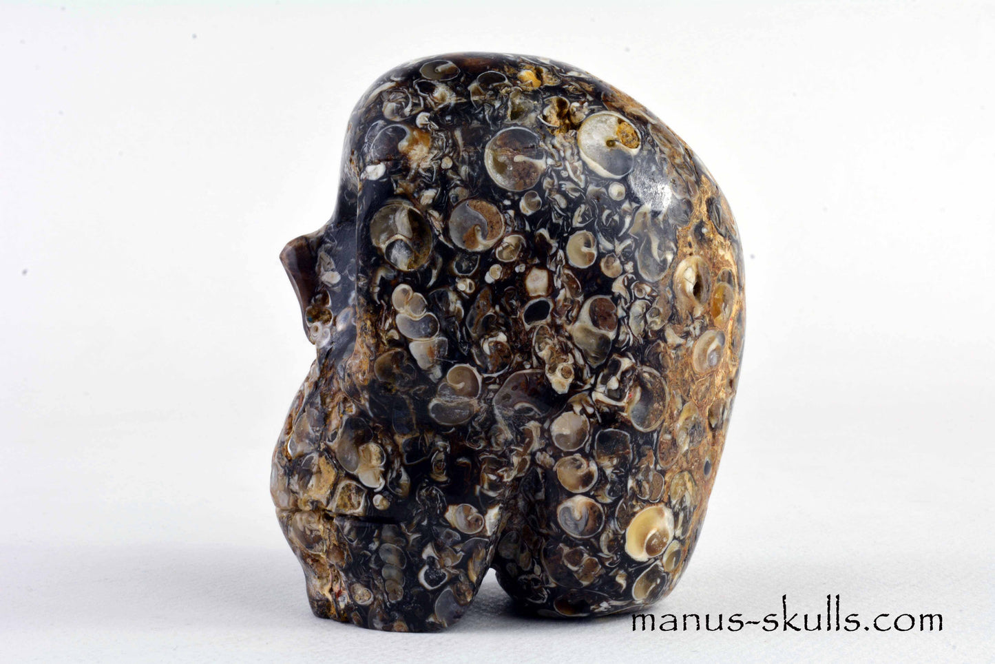 Turritella Jasper Skull