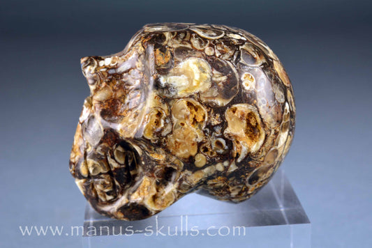 Turritella Jasper Skull