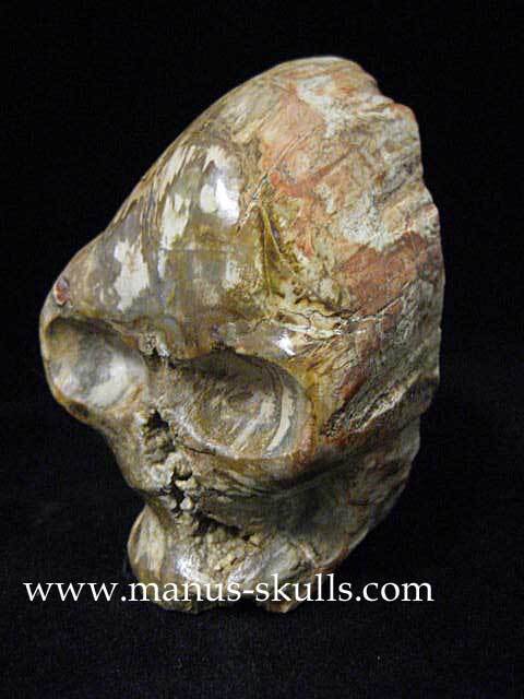 Petrified Wood Skull